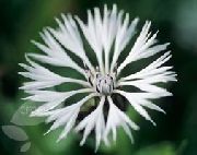 biela Kvetina Burinu, Hviezda Bodliak, Nevädza (Centaurea) fotografie