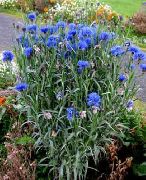 niebieski Kwiat Chaber Roku (Centaurea) zdjęcie