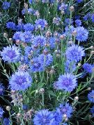 azul claro Flor Centaurea, Cardo Estrella, Aciano  foto