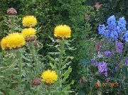 amarelo Flor Hardhead Amarelo, Cabeçuda Knapweed, Knapweed Gigante, Basketflower Arménio, Knapweed Limão Fluff (Centaurea macrocephala (Grossgeimia)) foto