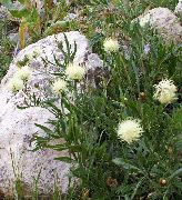 黄 フラワー ヤグルマギク (Centaurea ruthenica) フォト