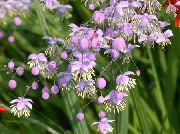 garden flowers lilac Meadow rue  Thalictrum  photos, description, cultivation and planting, care and watering