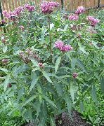 ვარდისფერი ყვავილების ჭაობში Milkweed, Maypops, ვარდი Milkweed, წითელი Milkweed (Asclepias incarnata) ფოტო