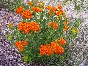 garden flowers orange Butterflyweed Asclepias tuberosa photos, description, cultivation and planting, care and watering