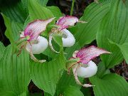 garden flowers pink Lady Slipper Orchid Cypripedium ventricosum photos, description, cultivation and planting, care and watering