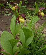 garden flowers yellow Lady Slipper Orchid Cypripedium ventricosum photos, description, cultivation and planting, care and watering