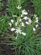 თეთრი ყვავილების ქ ბერნარ ლილი (Anthericum liliago) ფოტო