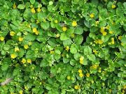gul Blomst Moneywort, Snikende Jenny (Lysimachia nummularia) bilde