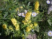 žuti Cvijet Žuta Drenak (Lysimachia punctata) foto