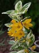 sarı çiçek Sarı Loosestrife (Lysimachia punctata) fotoğraf