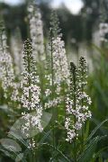 biela Kvetina Lysimachia Ephemerum  fotografie