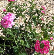 růžový Květina Verbeny (Verbena) fotografie