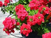 κόκκινος λουλούδι Λουίζα (Verbena) φωτογραφία