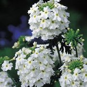 balts Zieds Vībotne (Verbena) foto