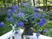 синій Квітка Вербена Гібридна (Verbena) фото