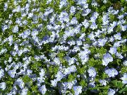 Brooklime gaiši zils Zieds