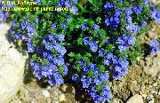 μπλε λουλούδι Brooklime (Veronica) φωτογραφία