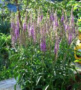 garden flowers purple Longleaf Speedwell Veronica longifolia photos, description, cultivation and planting, care and watering