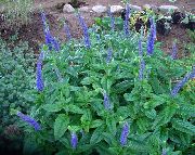 плава Цвет Лонглеаф Спеедвелл (Veronica longifolia) фотографија