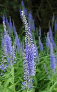 светло плава Цвет Лонглеаф Спеедвелл (Veronica longifolia) фотографија