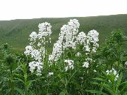 garden flowers white Sweet rocket, Dame's Rocket Hesperis  photos, description, cultivation and planting, care and watering