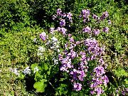 πασχαλιά λουλούδι Γλυκό Πυραύλων, Πυραύλων Νταμ (Hesperis) φωτογραφία