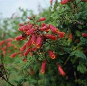 punane Lill Tšiili Hiilguses Õie (Eccremocarpus scaber) foto