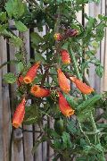 オレンジ フラワー チリの栄光の花 (Eccremocarpus scaber) フォト