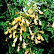 黄 フラワー チリの栄光の花 (Eccremocarpus scaber) フォト