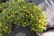 żółty Kwiat Vitaliano (Daglezji) (Vitaliana primuliflora) zdjęcie
