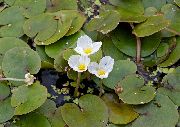λευκό λουλούδι Ευρωπαϊκή Frogbit (Hydrocharis) φωτογραφία