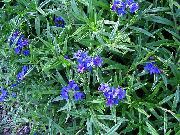 плава Цвет Поље Громвелл, Кукуруз Громвелл (Buglossoides purpurocaerulea, Lithospermum arvense) фотографија