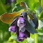 porpora Fiore Honeywort, Blu Pianta Gamberetti, Fiori Di Cera Blu (Cerinthe major) foto