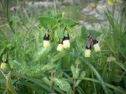 dzeltens  Honeywort, Zils Garneles Augs, Zils Vaska Zieds (Cerinthe major) foto