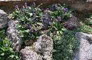 purpurs Zieds Wulfenia  foto
