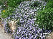 svetlomodrá Kvetina Blue Rock Pupenec (Convolvulus sabatius) fotografie