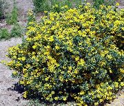 žuti Cvijet Kruna Grahorice (Coronilla) foto
