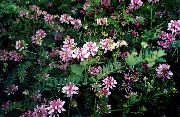 rosa Blomst Crown Vetch (Coronilla) bilde