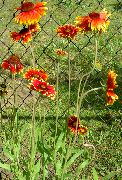 црвен Цвет Ћебе Цвећа (Gaillardia) фотографија
