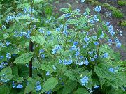 ljusblå Blomma Blå Stickseed (Hackelia) foto