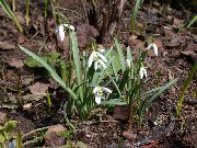 თეთრი ყვავილების ენძელა (Galanthus) ფოტო