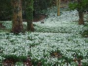 balts Zieds Sniegpulkstenīte (Galanthus) foto