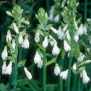 biela Kvetina Berg Ľalie, Letné Hyacint, Pelerína Hyacint (Galtonia) fotografie