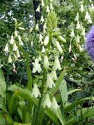 λευκό λουλούδι Berg Κρίνος, Το Καλοκαίρι Υάκινθος, Ακρωτήριο Υάκινθος (Galtonia) φωτογραφία