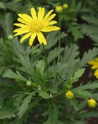 žltý Kvetina Býčie Oko, Sedmokráska Bush, Bush Afričan-Sedmokráska, Paríž Sedmokráska, Sedmokráska Zlatý Bush (Gamolepis, Euryops chrysanthemoides) fotografie