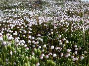 biały Kwiat Garimanella (Harrimanella) zdjęcie