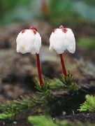 bianco Fiore Alaska Bellheather (Harrimanella) foto