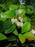 hvit Blomst Gaultheria, Checkerberry  bilde