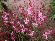 ვარდისფერი ყვავილების Gaura  ფოტო