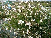 fehér Virág Gaura  fénykép